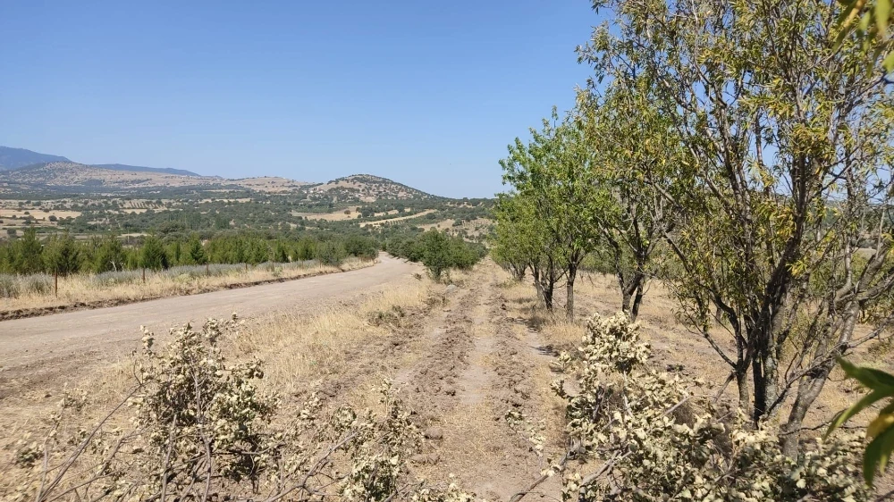 Yunusemre’de Ağaçlandırma Alanlarında Bakım Seferberliği