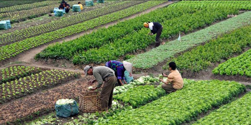 TÜİK: Mevsimlik Tarım İşçilerinin Ortalama Günlük Ücretleri Yüzde 20,6 Arttı