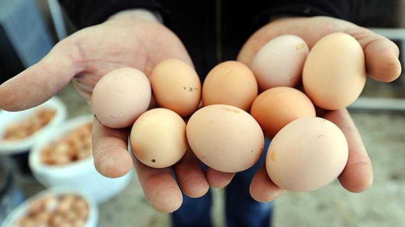 Yumurtada maliyet zammı: KDV indirimi rafa yansımadı