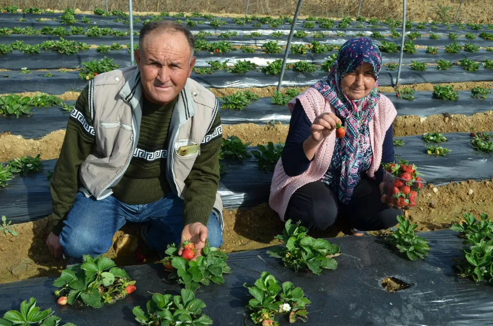 KÖPRÜBAŞI’INDA 4  MEVSİM ÇİLEK