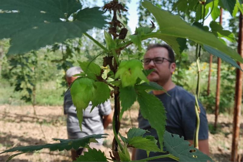 Şerbetçiotuna hasat öncesi inceleme