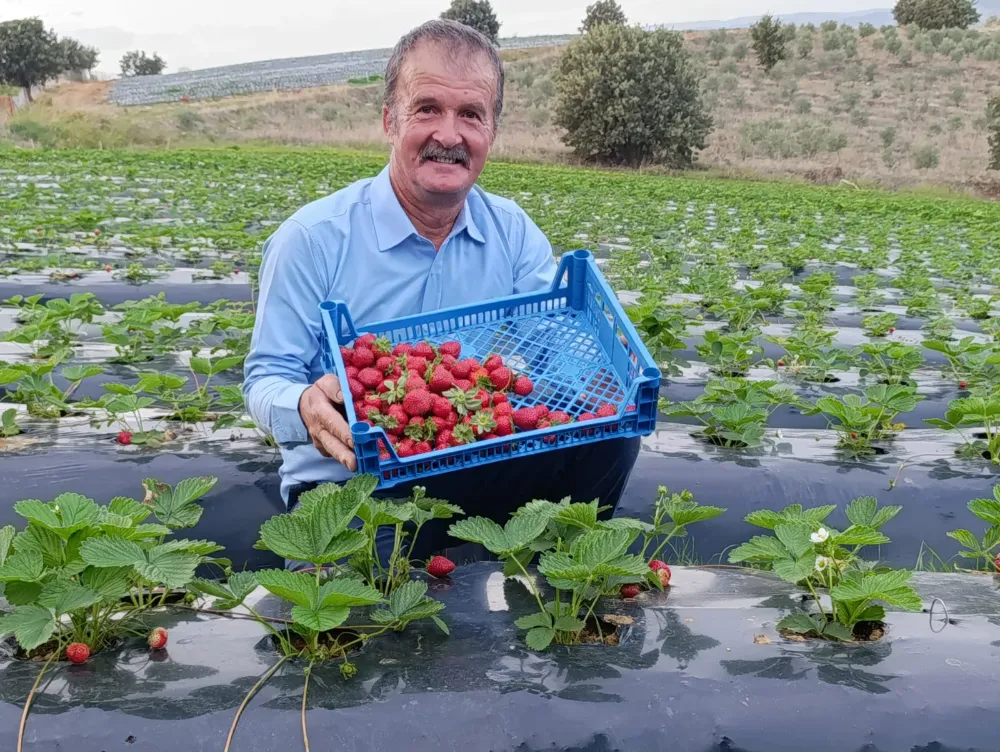 KÖPRÜBAŞI’NDA KASIM AYINDA ÇİLEK BEREKETİ