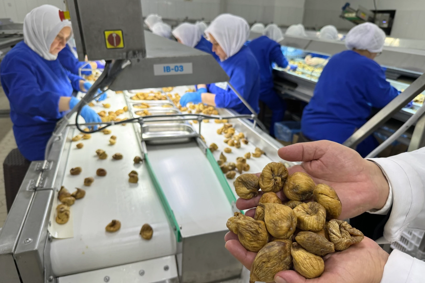 Kuru incir ihracatı 350 milyon doları aştı... 