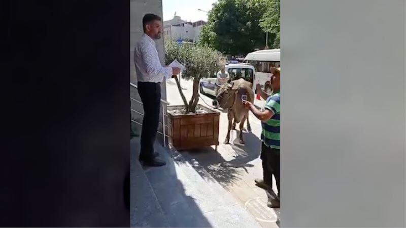 BELEDİYE ÖNÜNDE İNEKLİ PROTESTO