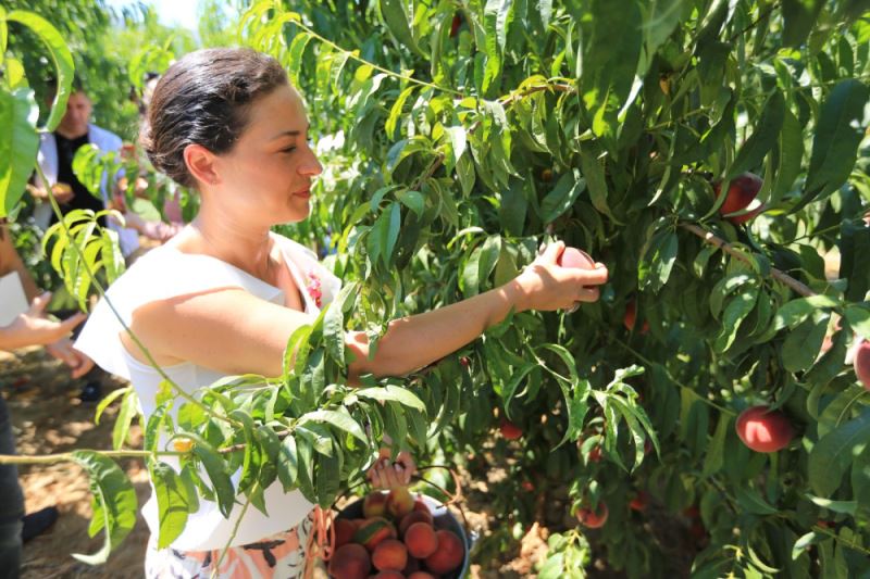 BELEVİ ŞEN ŞEFTALİ ŞENLİĞİ 3 TEMMUZ’DA EFES SELÇUK’TA