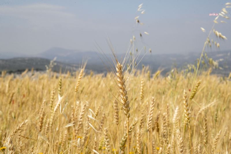 BUĞDAY VE ARPA TABAN FİYATI AÇIKLANDI: 