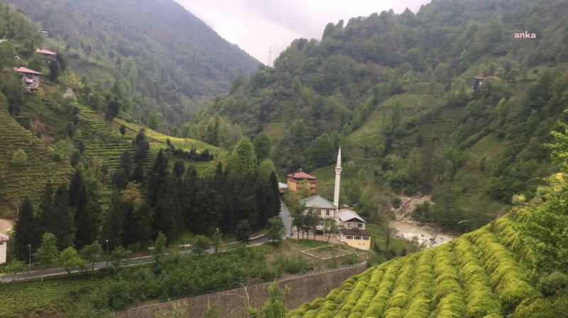 Çay Bahçelerini Budayarak Yenileyenlere 7 Yıl Boyunca Destek Verilecek