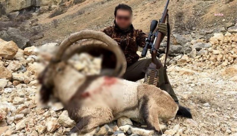 Danıştay, Yaban Keçisi Avı İhalesini İptal Etti