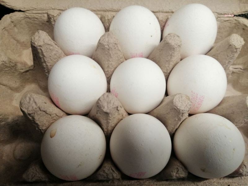 TÜİK: Tavuk Yumurtası Üretimi Yüzde 1,5 Azaldı