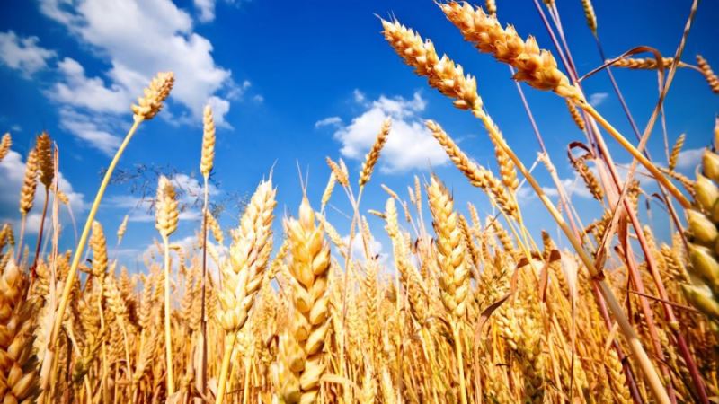 Türkiye buğday sıkıntısı yaşayabilir, fiyatlar son 14 yılın zirvesinde