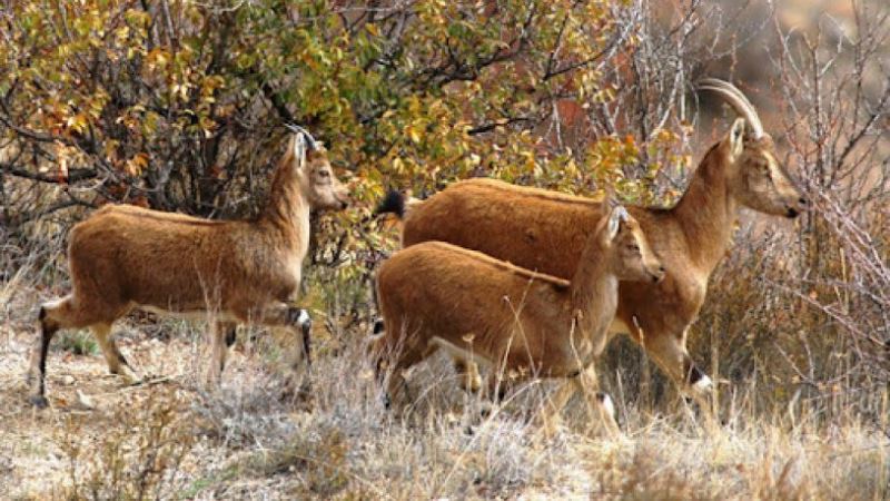 Yönetmelik değiştirildi; yaban hayvanlarının öldürülmesinin önü açıldı